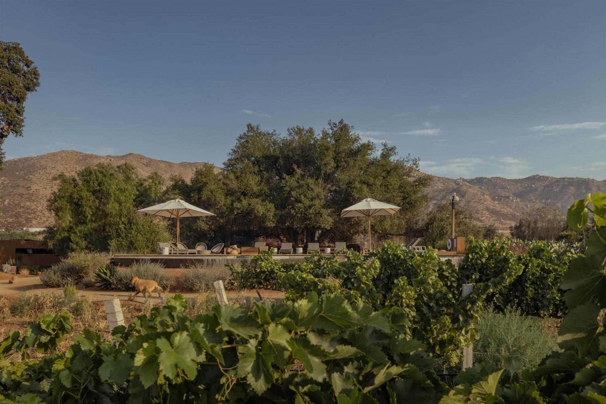 Bruma Wine 5*