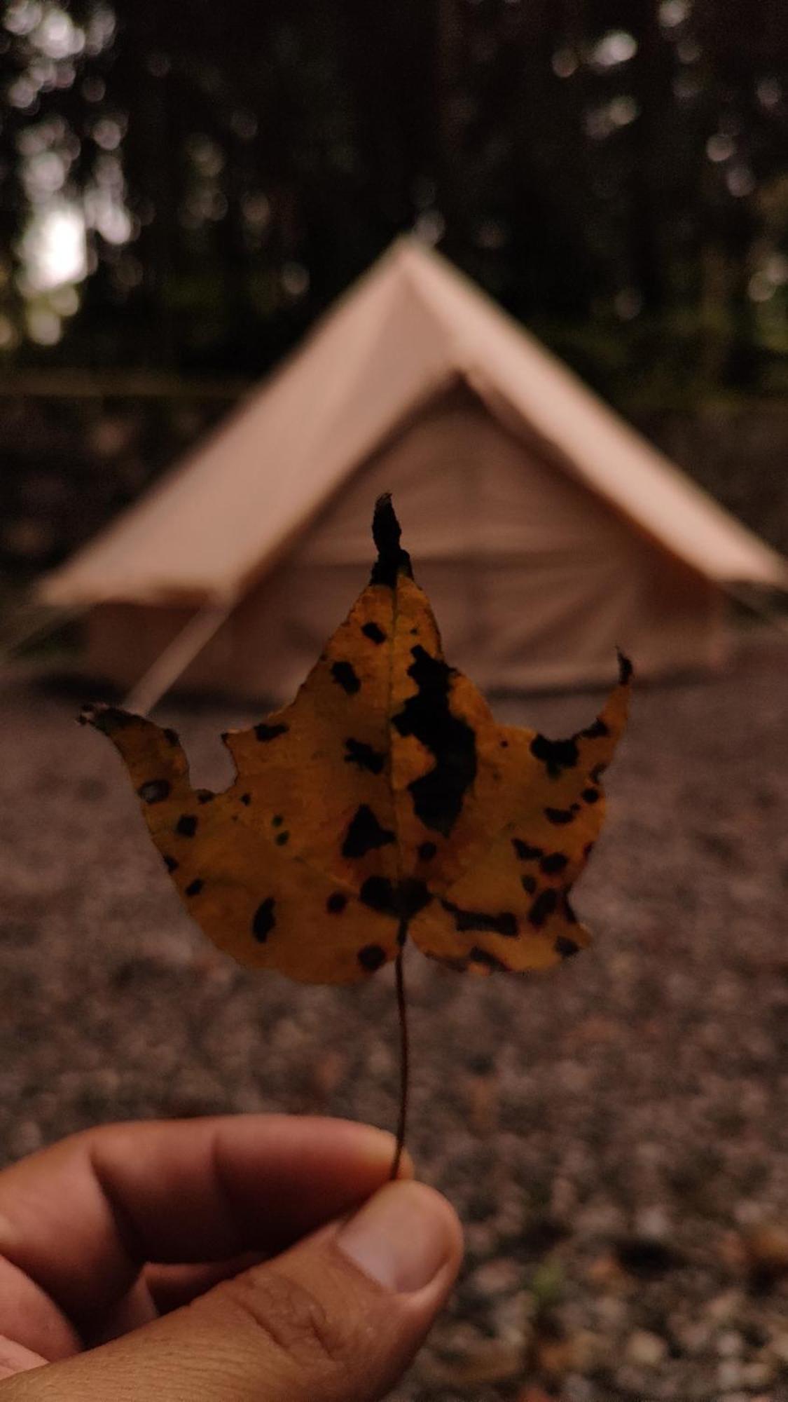 Glamping Xicotepec *