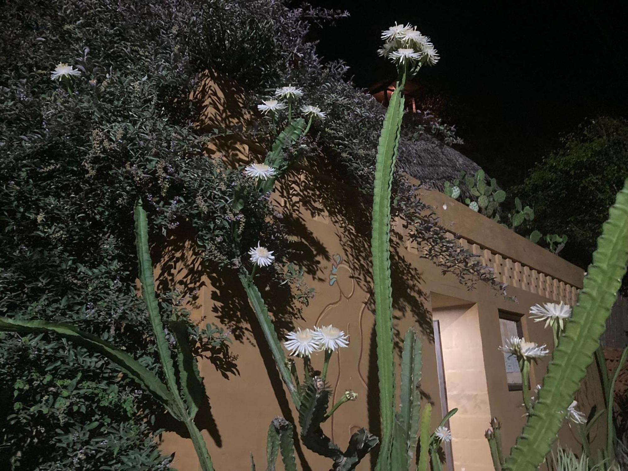 La Loma Linda, Bungalows, Yoga And Feldenkrais, Starlink Internet 2*