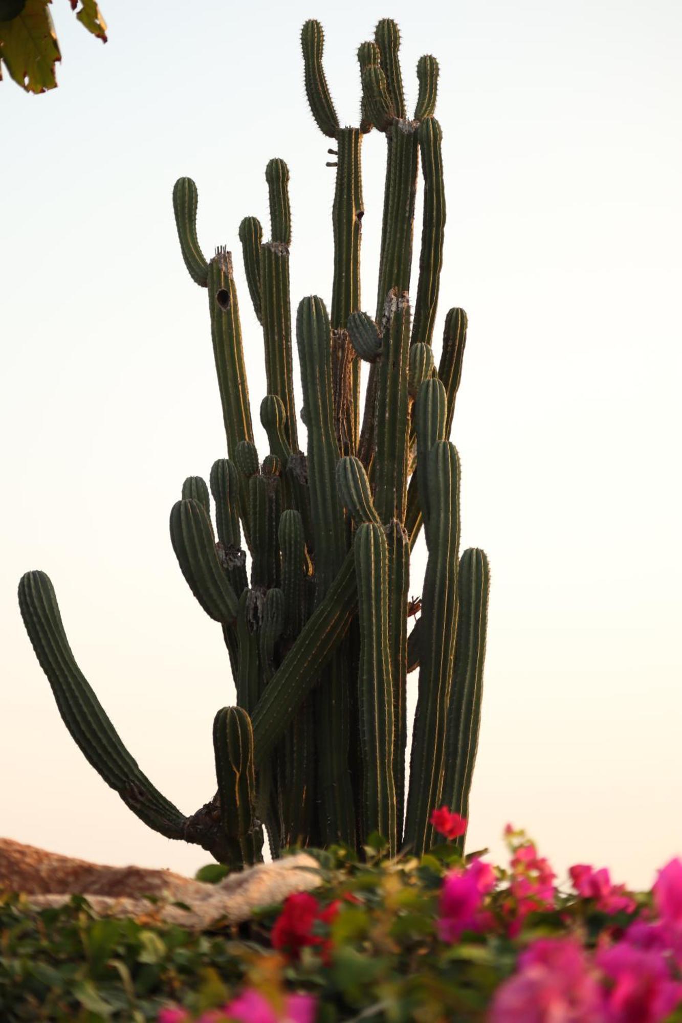 La Loma Linda, Bungalows, Yoga And Feldenkrais, Starlink Internet Hotel Zipolite