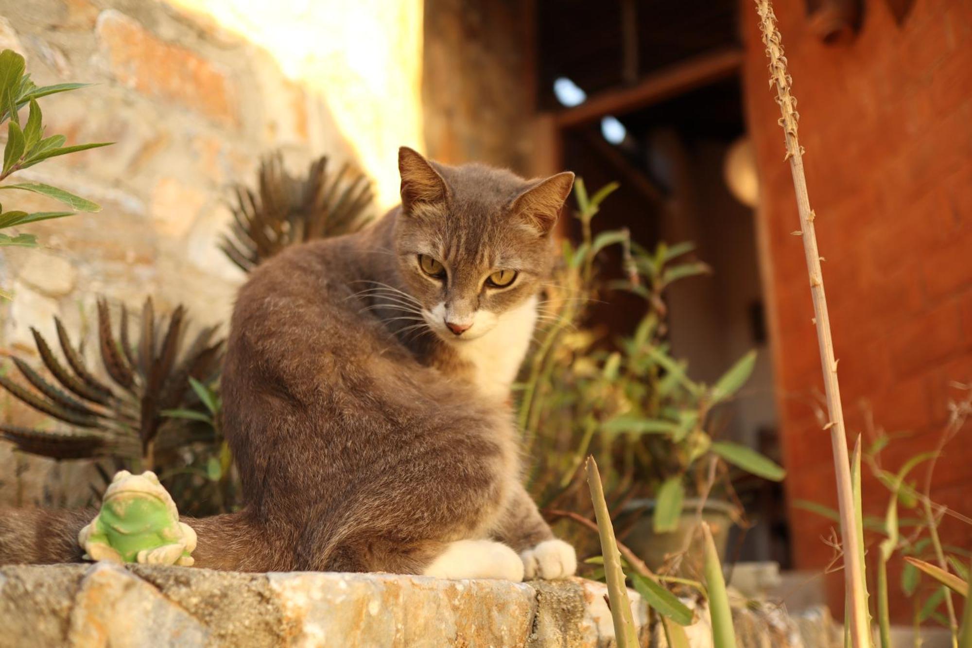 La Loma Linda, Bungalows, Yoga And Feldenkrais, Starlink Internet Hotel