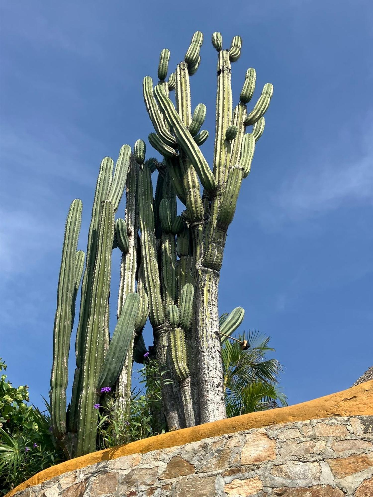 Hotel La Loma Linda, Bungalows, Yoga And Feldenkrais, Starlink Internet Zipolite