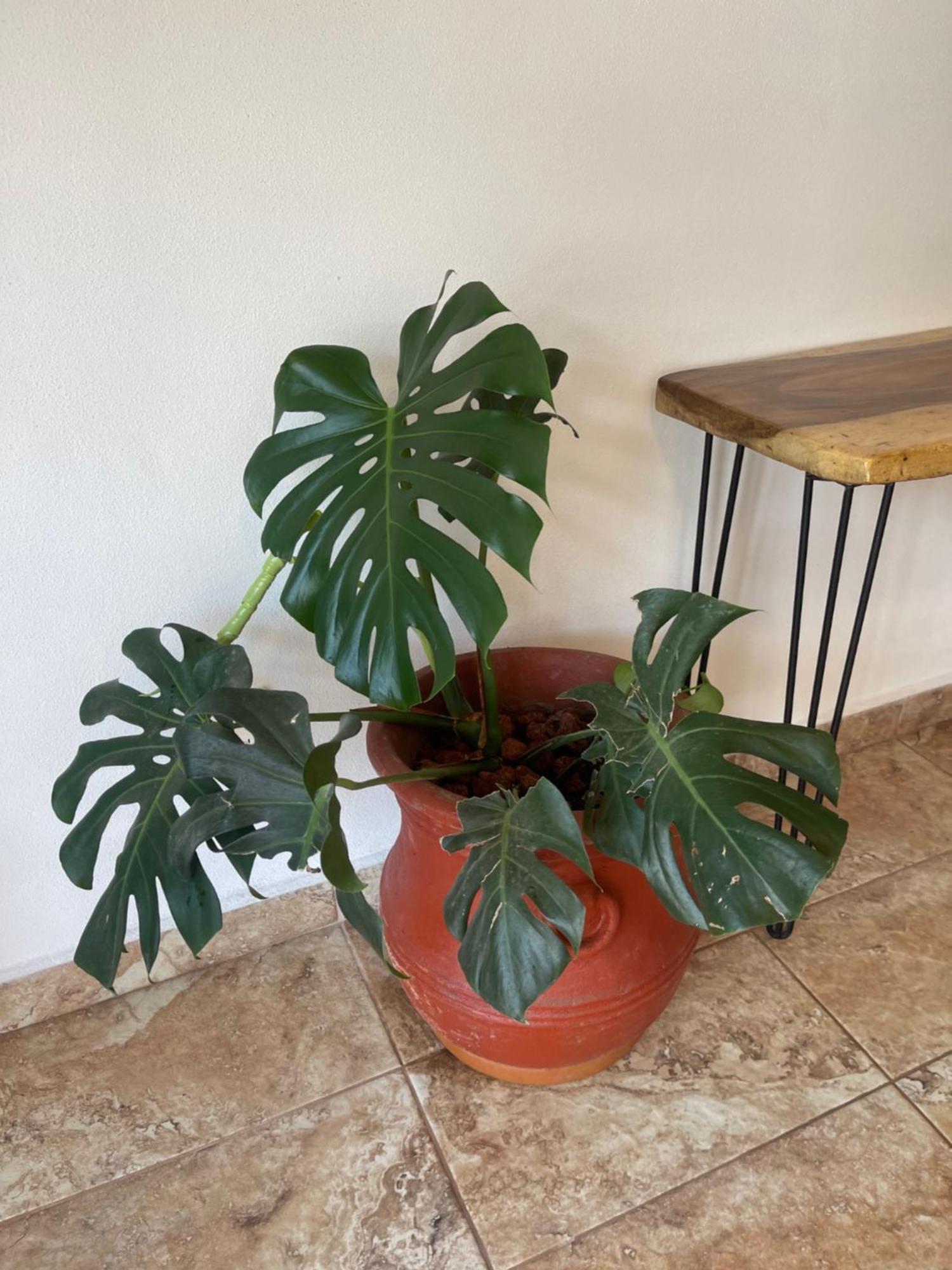 Apartment Spanish Moon Pv Puerto Vallarta
