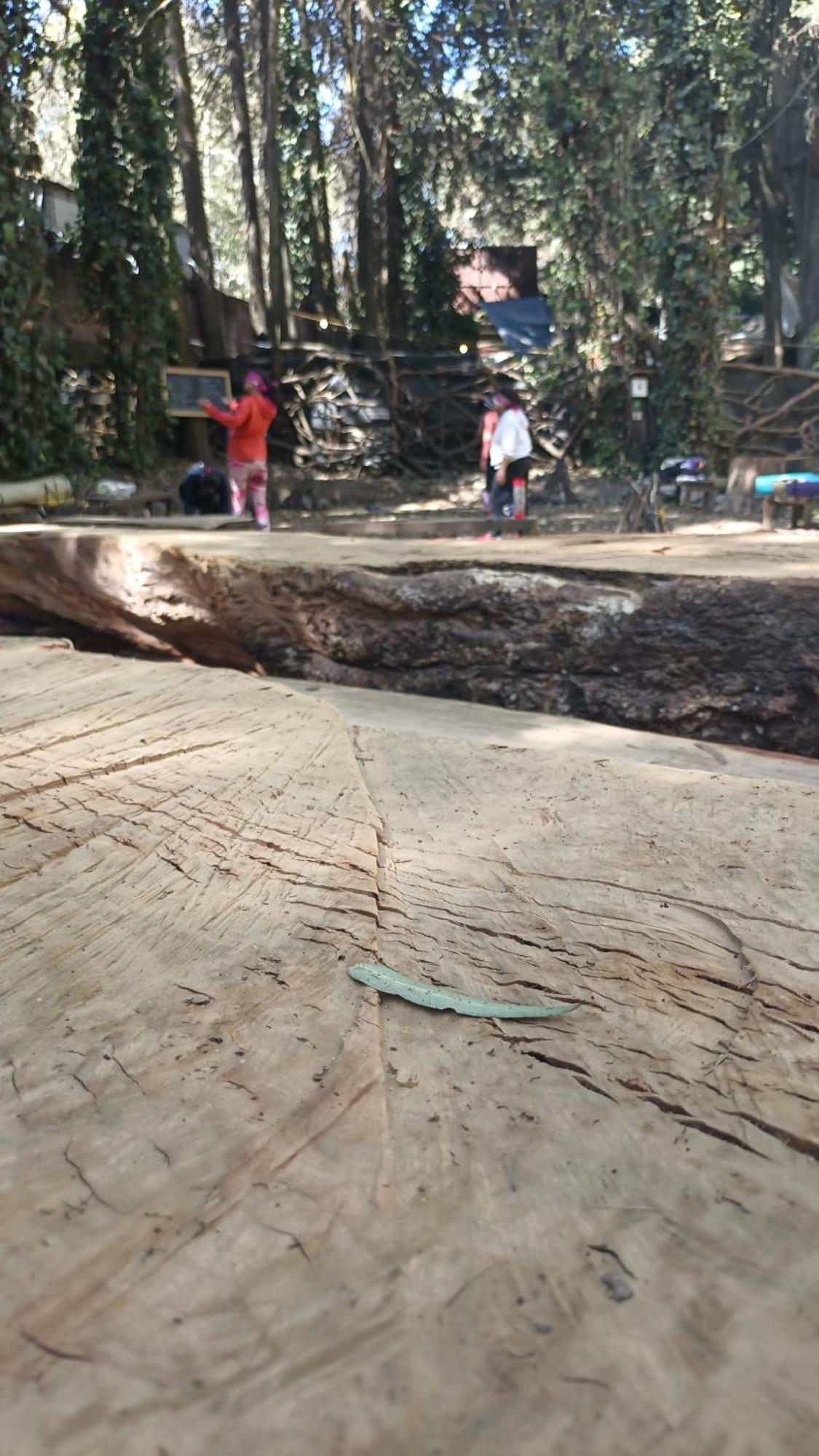Mindfulness Glamping, Retiro De Yoga, Mexico City