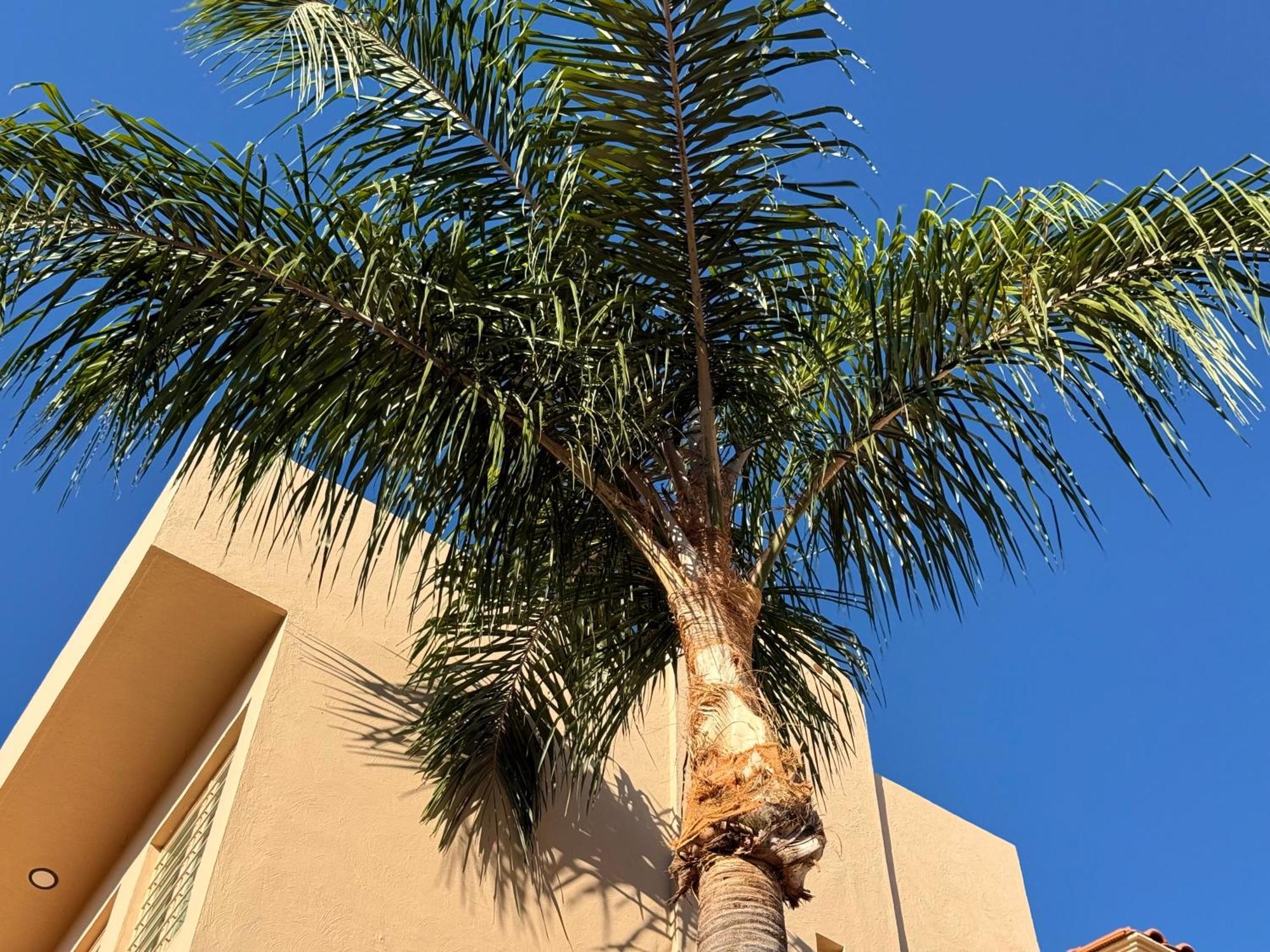 Hotel La Palma 4*