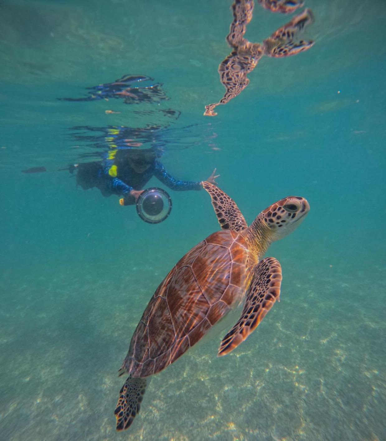 Nado Con Tortugas Marinas En Akumal