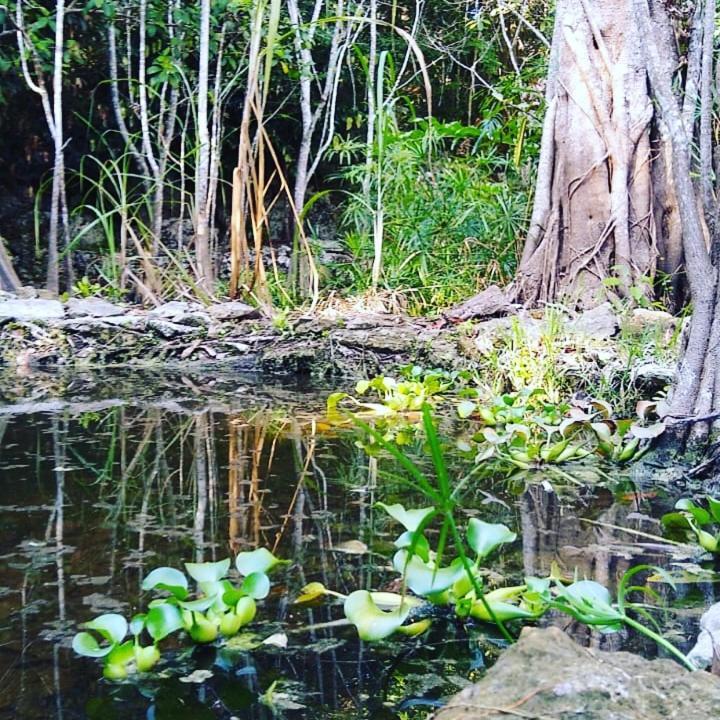 Luxury tent Glamping Mama Loo Mm Puerto Morelos
