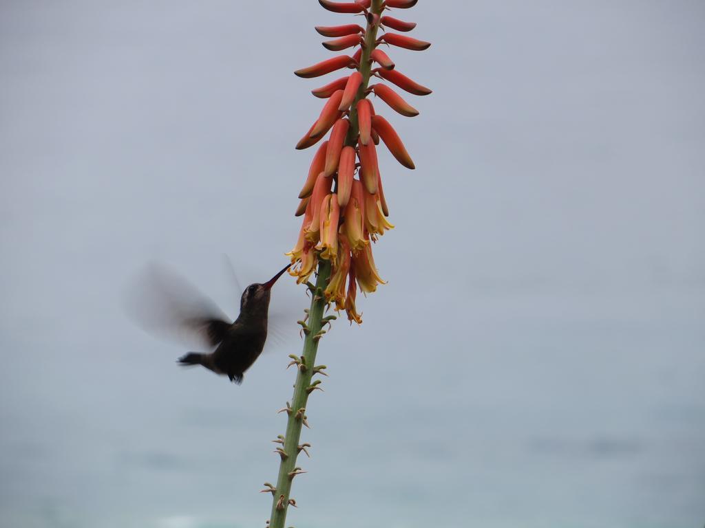 Hotel La Loma Linda, Bungalows, Yoga And Feldenkrais, Starlink Internet 2*