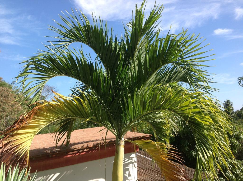 Casa Flor De Mar Zipolite