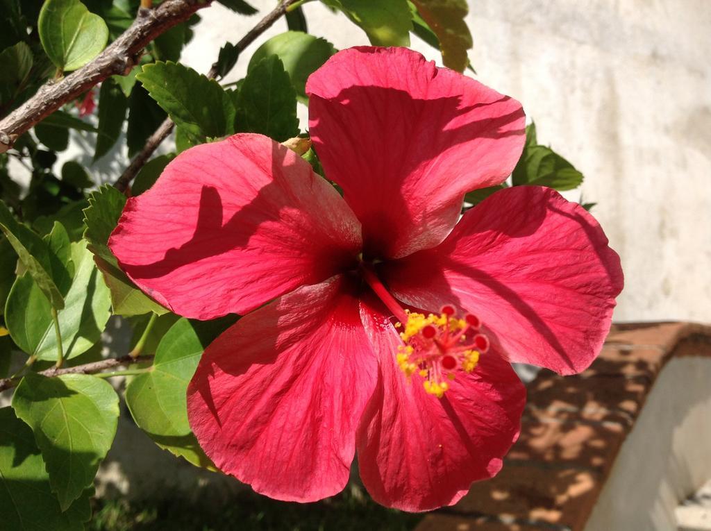 Casa Flor De Mar 3*