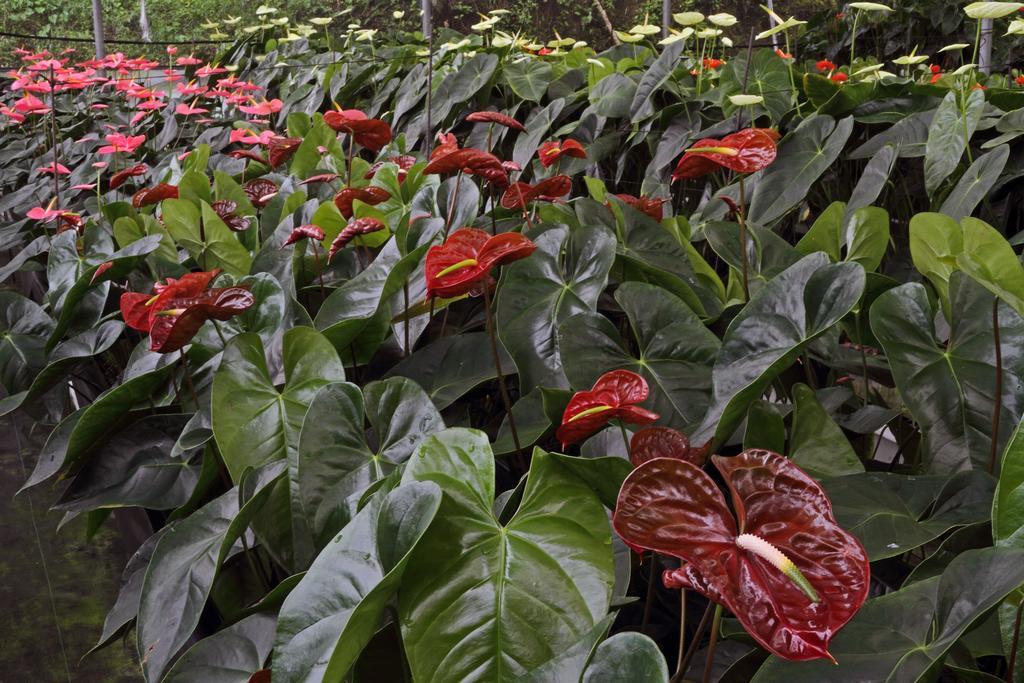 Finca Hamburgo La Ruta Del Cafe Tuzantan