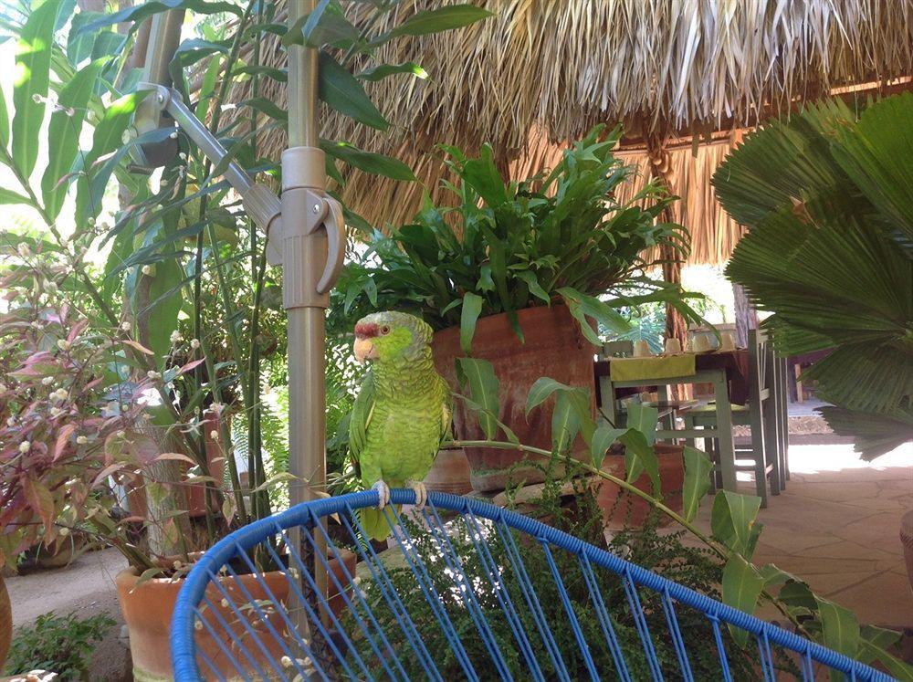 Mozart Y Macondo Hotel Puerto Escondido (Oaxaca)