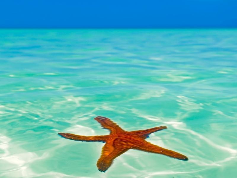 Elements Acuario 3*