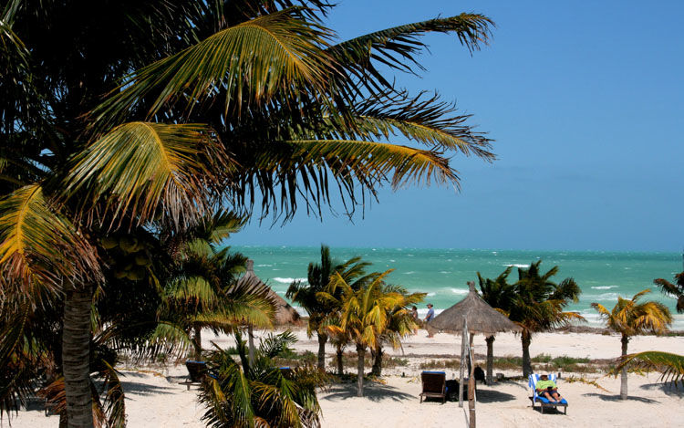 Delfines Isla Holbox