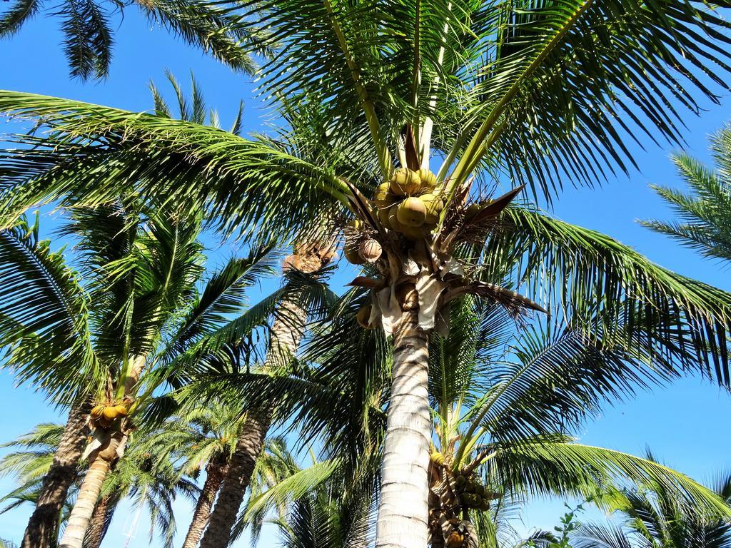 Coco And Casitas Vacation Loreto (Baja California Sur)