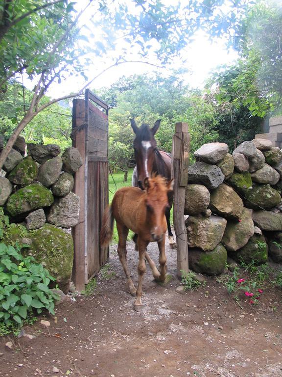 Country house Ollin Calli Hostal-temazcal Tepoztlan