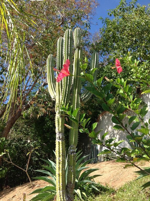 Casa Flor De Mar Zipolite