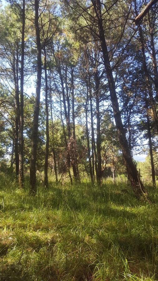 Campamento *