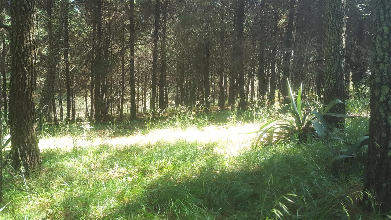 Campamento * Zirahuen