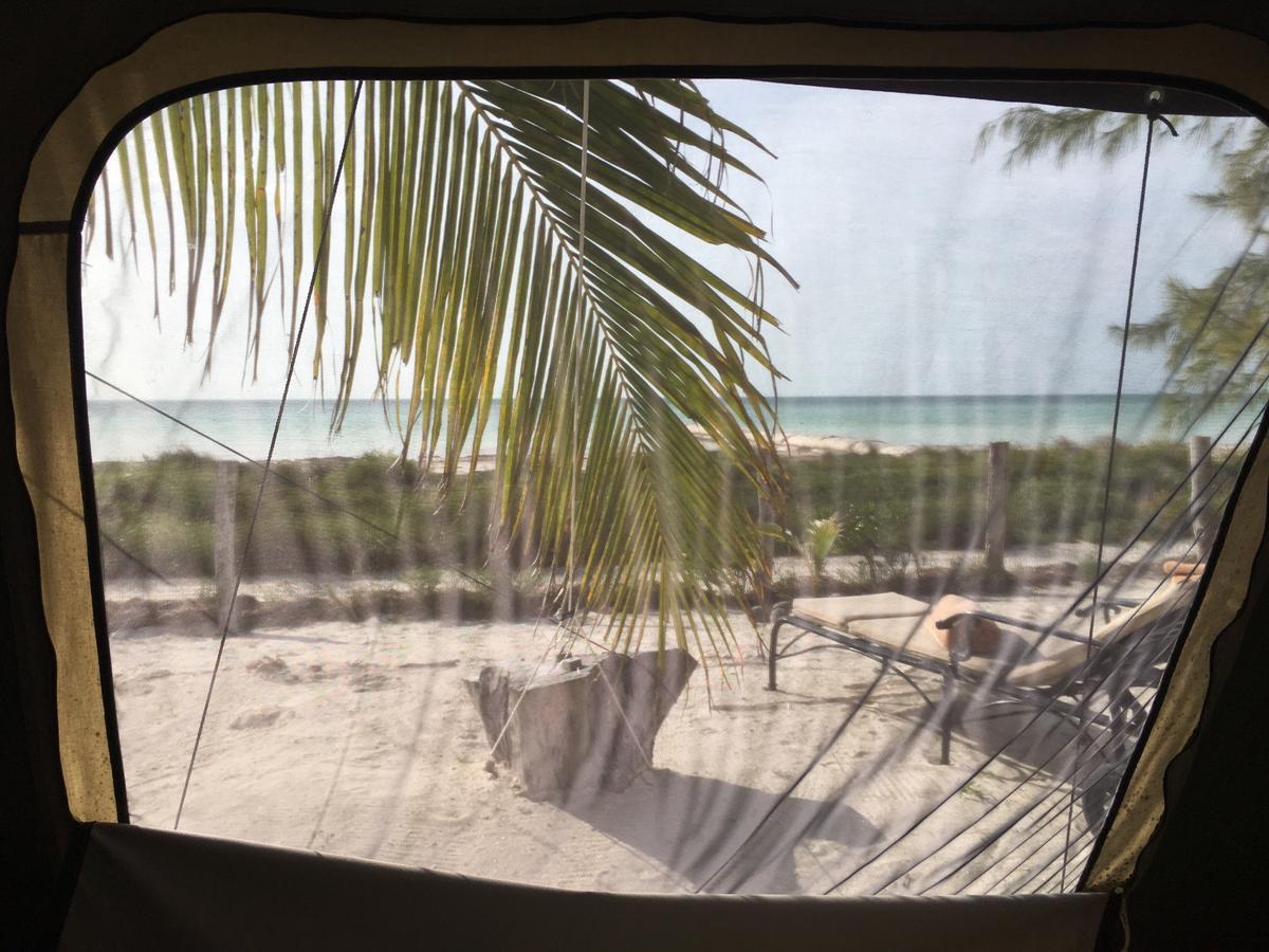 Rhincodon Typus Hotel Isla Holbox