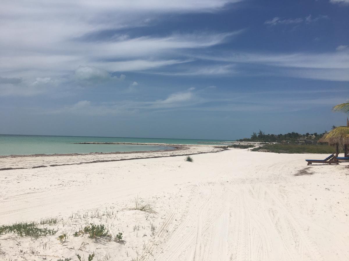 Rhincodon Typus 4* Isla Holbox