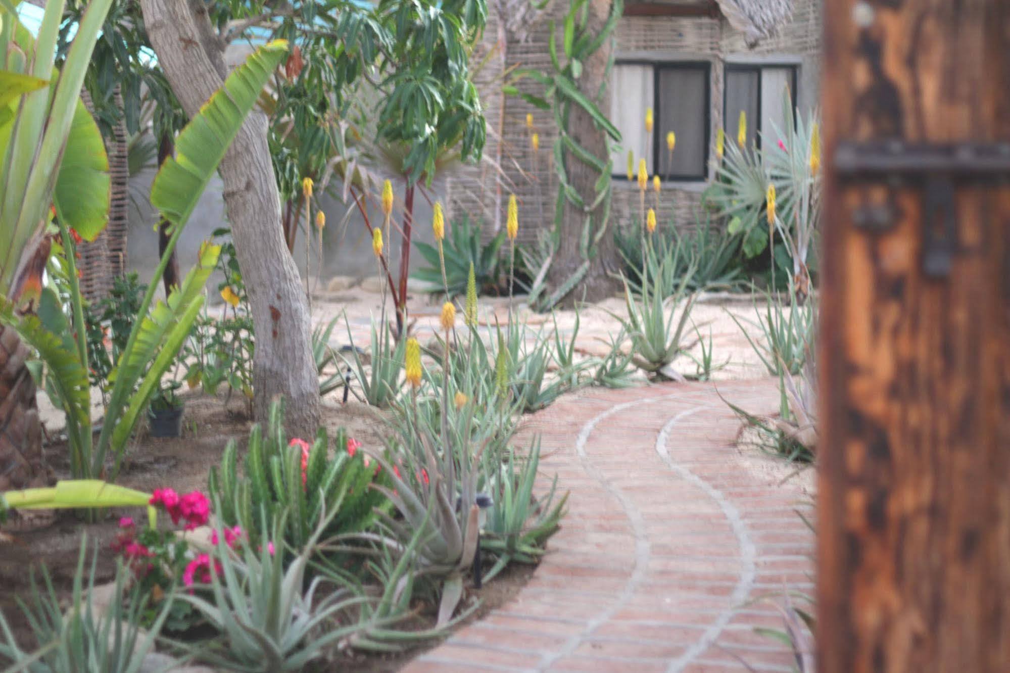 La Bohemia 3* Todos Santos