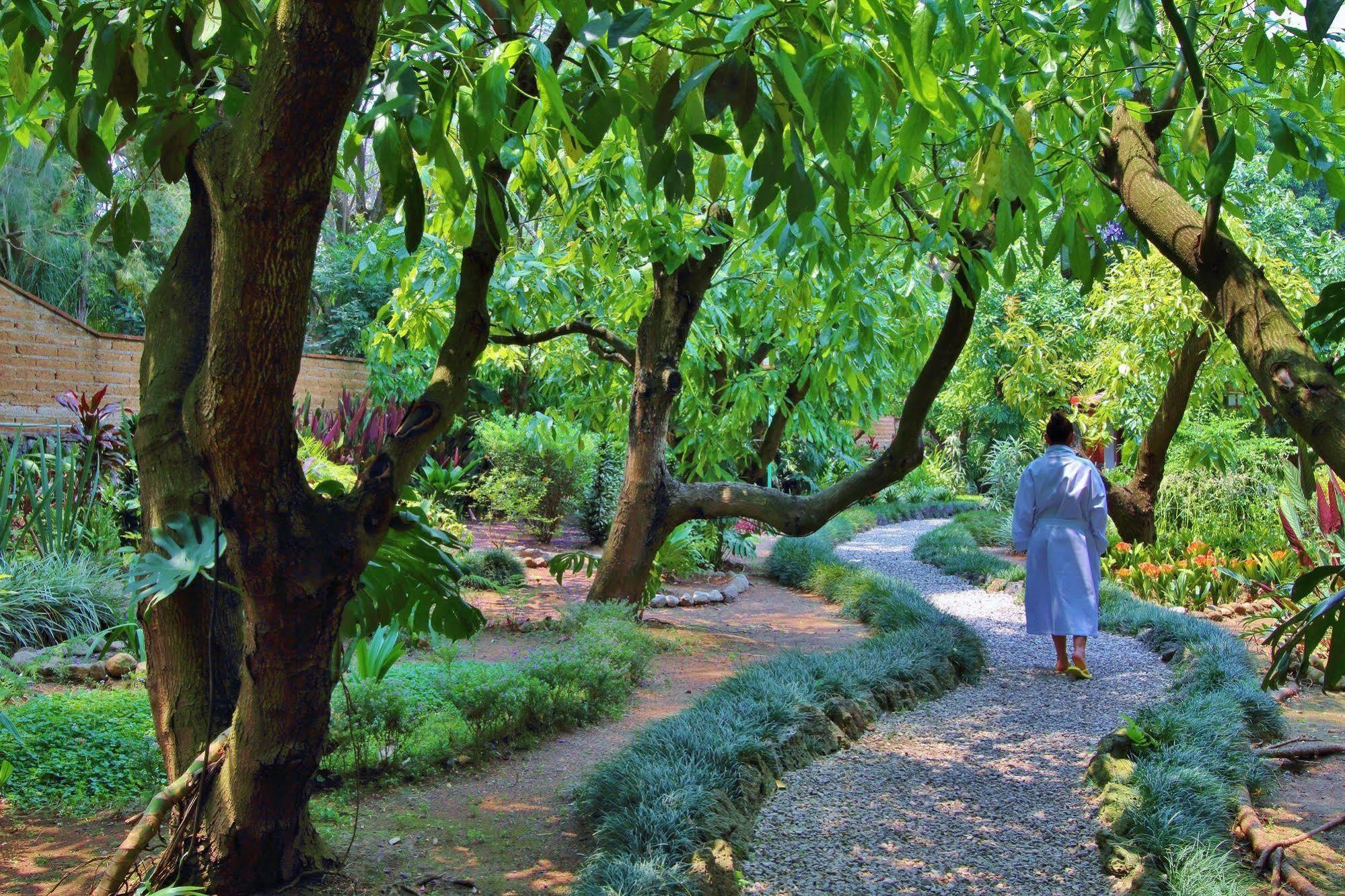 Amomoxtli Tepoztlan