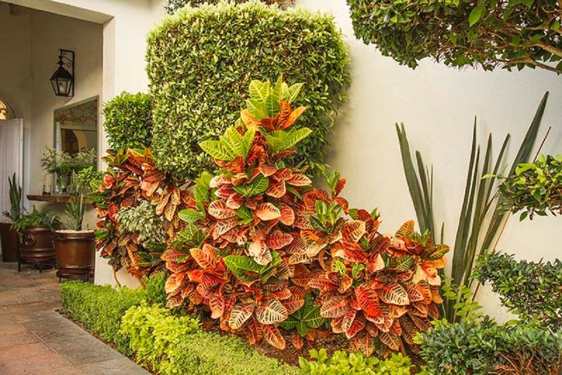 Dos Patios Curamoria Collection
