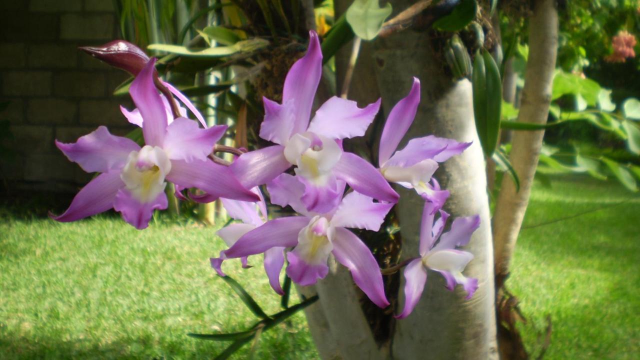 Homestay Tonantzincalli Prehispanico *