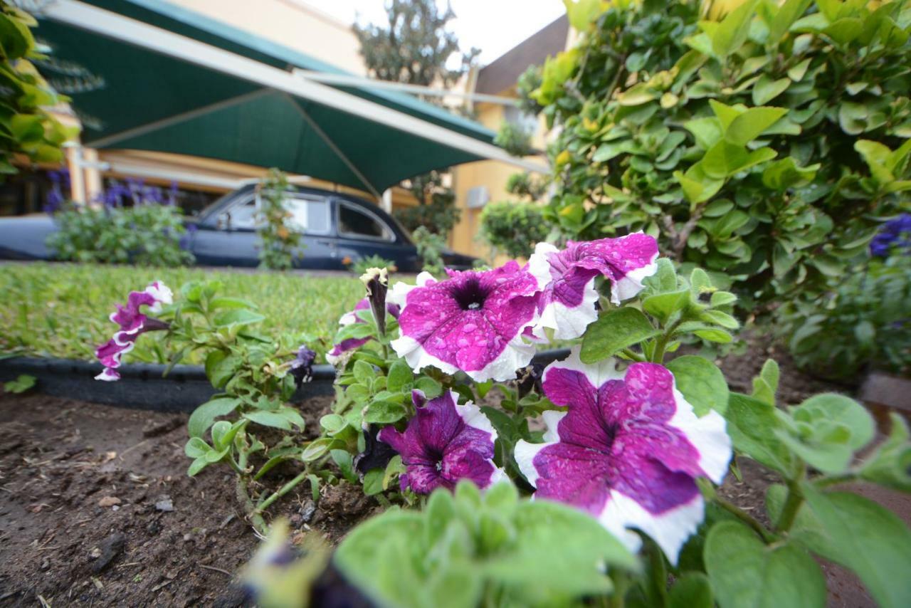 Hotel Sicomoro 3*