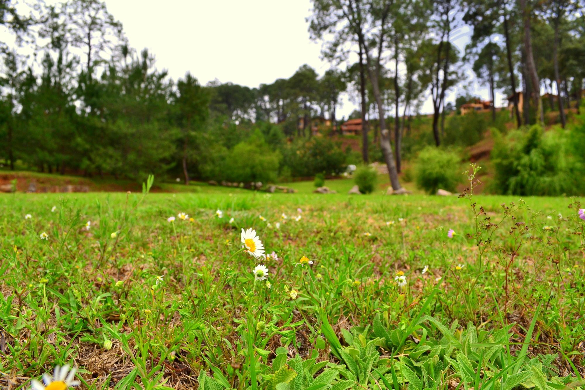 Bosque Escondido