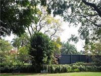 Jacarandas 4*