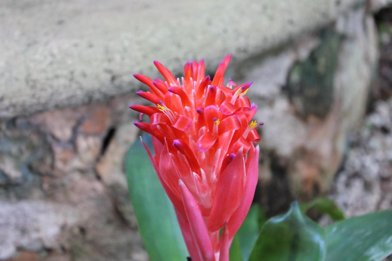 Casa Quetzal 4*