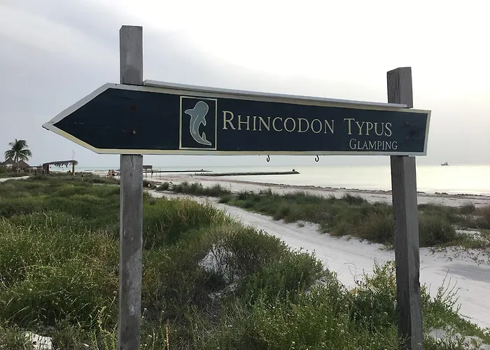 Rhincodon Typus