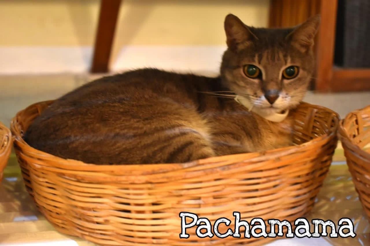 Boutique Pachamama (adults Only)