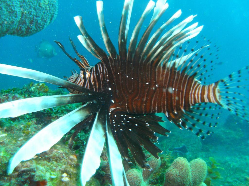 Beachouse Dive * Cozumel