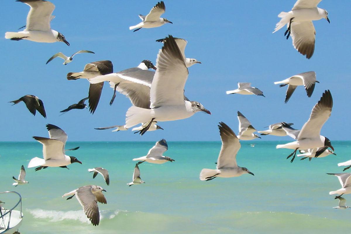 Hotel Beachfront La Palapa - Adults Only Isla Holbox