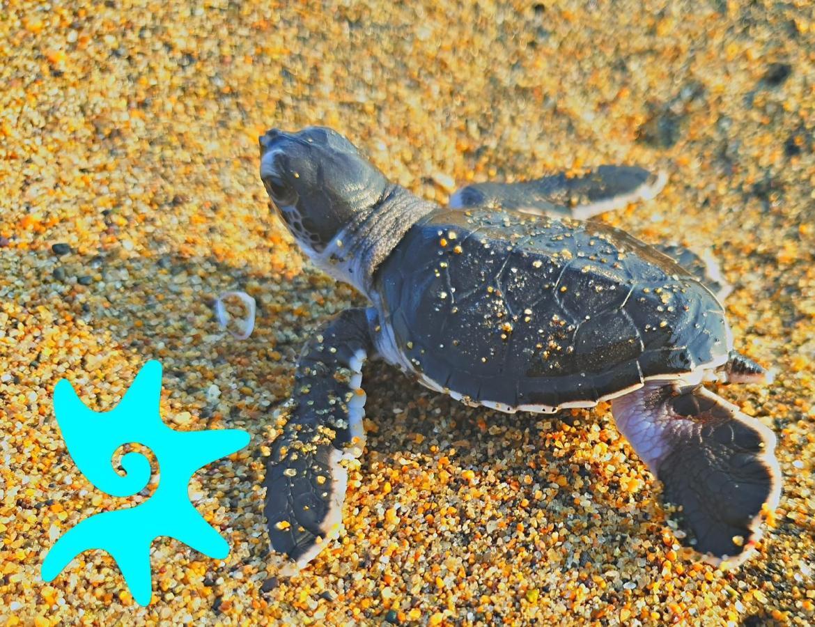 Star Of The Sea (adults Only) 5*
