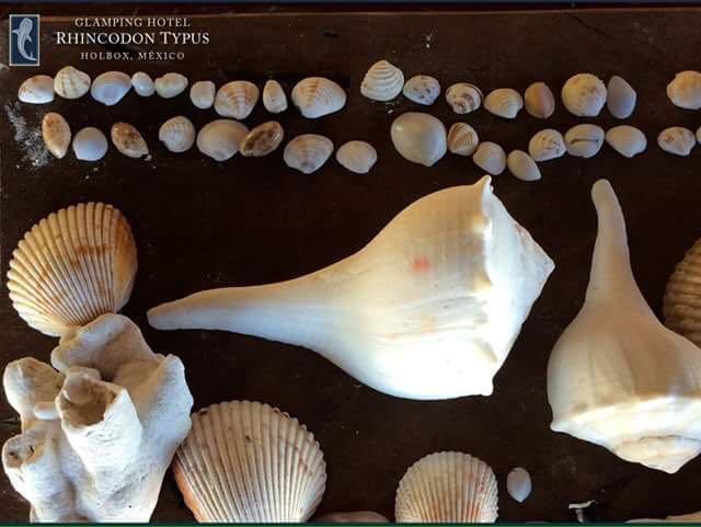 Hotel Rhincodon Typus