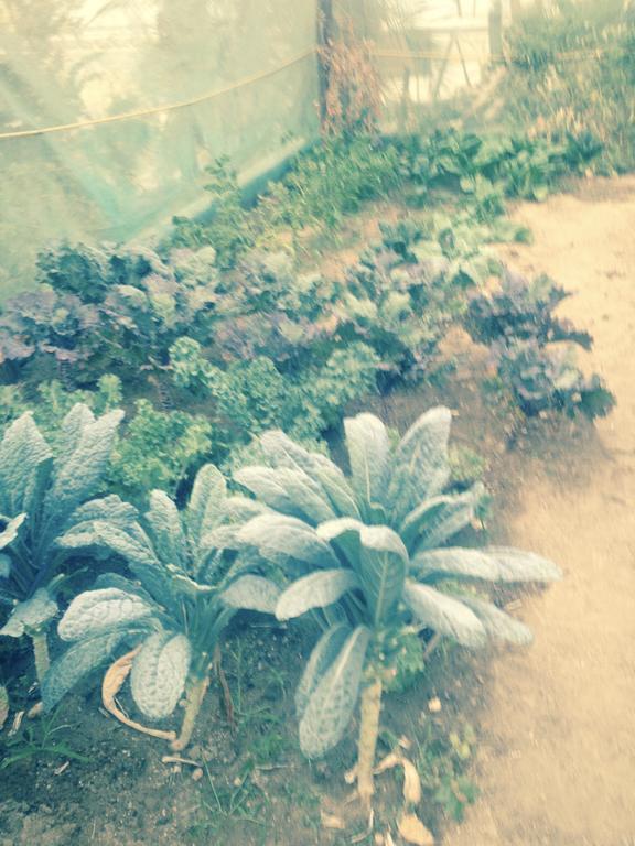Surfer's Paradise, Yoga&food Garden@costa Azul, Cabos Homestay *